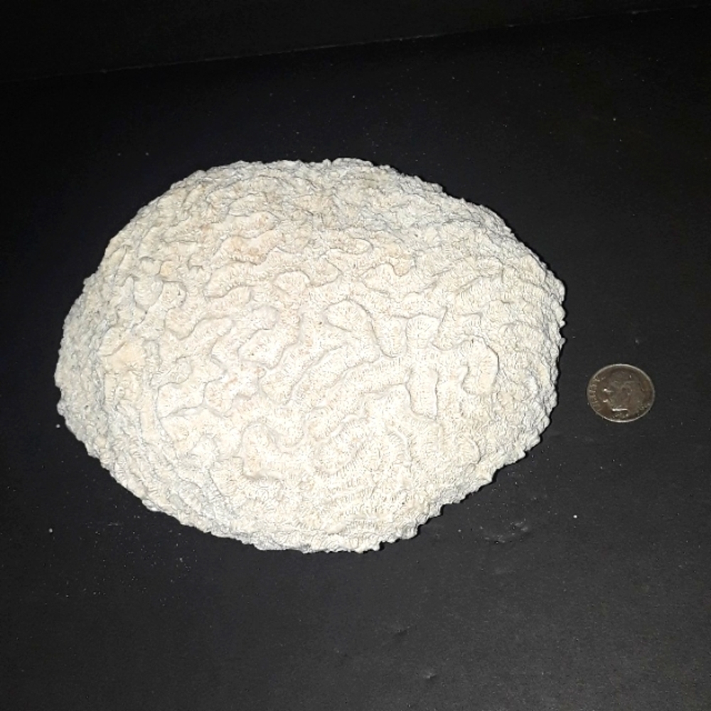 RARE VINTAGE NATURAL BRAIN CORAL SEA SPECIMEN FOSSIL 1.4 OZ - Picture 1 of 6